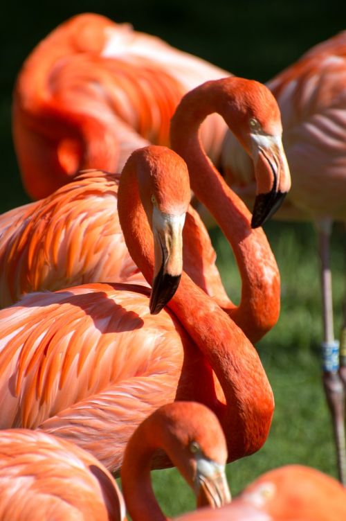 Flamingos, Oranžinė, Raudona, Žalias, Zoologijos Sodas, Paukštis, Grupė, Swarm