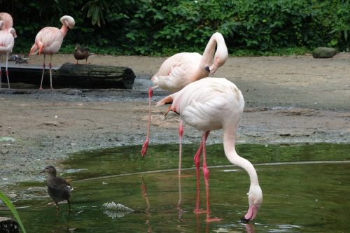Flamingos, Paukščiai, Vandens Paukštis