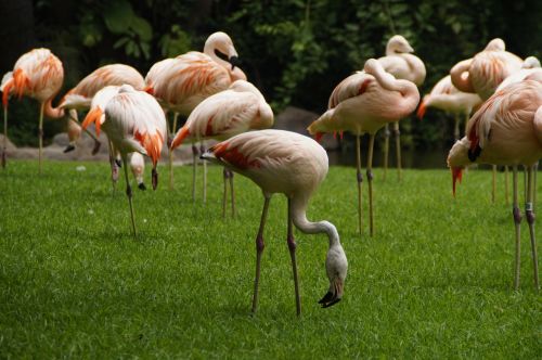 Flamingos, Rožinės Flamingos, Paukščiai, Legginis, Rožinis, Zoologijos Sodas, Vandens Paukštis, Paukštis, Phoenicopteridae, Plumėjimas, Gyvūnų Grupė, Stovėti, Kojos, Stiebas, Grupė, Miegoti, Gyvūnų Pasaulis