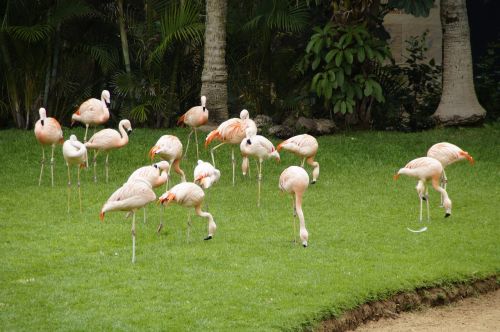 Flamingos, Rožinės Flamingos, Paukščiai, Legginis, Rožinis, Zoologijos Sodas, Vandens Paukštis, Paukštis, Phoenicopteridae, Plumėjimas, Gyvūnų Grupė, Stovėti, Kojos, Stiebas, Grupė, Miegoti, Gyvūnų Pasaulis, Atogrąžų, Tropikai