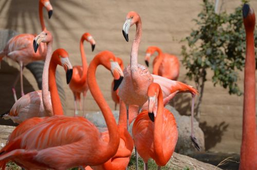 Flamingos, Zoologijos Sodas, Gyvūnas
