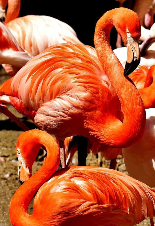 Flamingos, Paukščiai, Vandens Paukštis, Spalvinga, Gyvūnai, Plumėjimas, Gamta, Paukštis, Plunksna, Sąskaitą, Gyvūnų Pasaulis, Tierpark Hellabrunn, Munich
