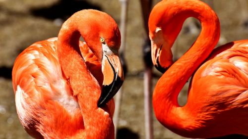 Flamingos, Paukščiai, Vandens Paukštis, Spalvinga, Gyvūnai, Plumėjimas, Gamta, Paukštis, Plunksna, Sąskaitą, Gyvūnų Pasaulis, Tierpark Hellabrunn, Munich