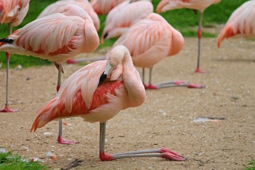 Flamingos, Paukščiai, Rožinis, Vandens Paukštis, Gyvūnai, Gamta, Spalvinga, Spalva, Gyvūnų Pasaulis, Rožinės Flamingos, Stovintis, Nuleidimas, Zoologijos Sodas, Sąskaitą, Gyvūnų Grupė, Nemokamai, Kaklas, Galva, Plumėjimas