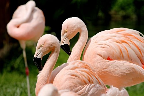 Flamingos, Paukščiai, Rožinis, Vandens Paukštis, Gyvūnai, Gamta, Spalvinga, Spalva, Gyvūnų Pasaulis, Rožinės Flamingos, Stovintis, Zoologijos Sodas, Sąskaitą, Gyvūnų Grupė, Nemokamai, Kaklas, Galva