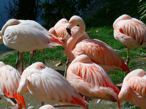 Flamingos, Paukščiai, Rožinis, Miegoti