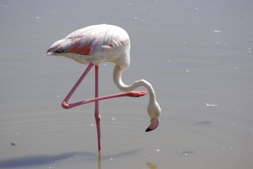 Flamingos, Tvenkinys, Camargue, Paukščiai
