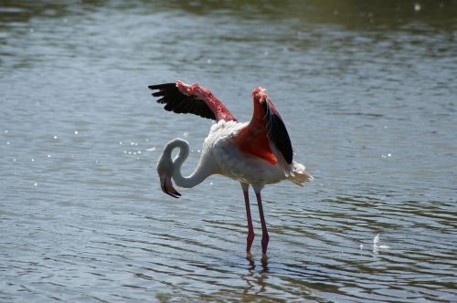 Flamingos, Tvenkinys, Vasara, France, Gamta
