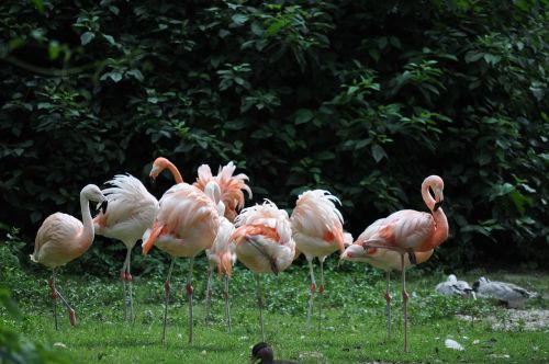 Flamingos, Zoologijos Sodas, Rožinis, Paukštis, Rožinės Flamingos