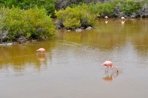 Flamingos, Gamta, Rožinis, Paukštis, Laukinė Gamta, Egzotiškas
