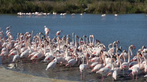 Flamingos, Camargue, Paukščio Parkas, Paukščiai