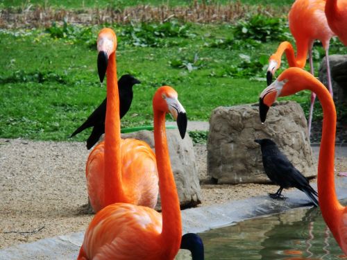Flamingos, Paukščiai, Zoologijos Sodas, Rožinis, Gamta, Vandens Paukštis, Egzotiškas, Raudona, Sąskaitą, Gyvūnas