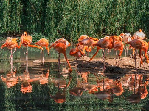 Flamingai,  Paukščiai,  Gyvūnų Grupė,  Gyvūnai