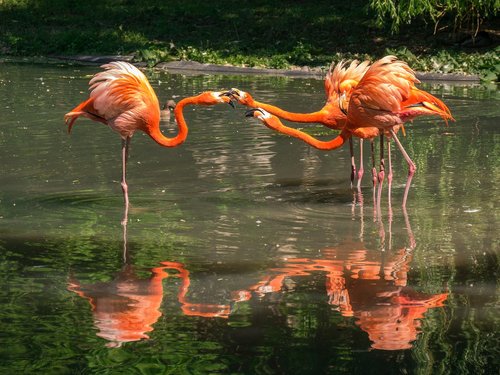 Flamingai,  Vandens Paukščiai,  Gyvūnai,  Veidrodinis