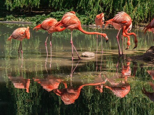 Flamingai,  Paukščiai,  Gyvūnai,  Veidrodinis