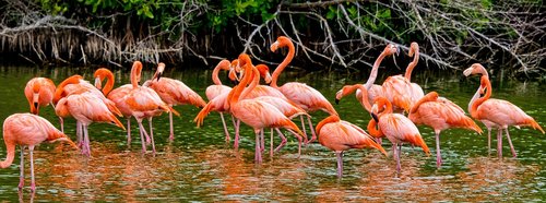 Flamingai,  Kuba,  Rožinis