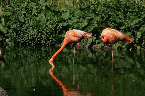 Flamingai,  Veidrodinis,  Zoo,  Gyvūnai,  Vanduo Paukštis,  Vandens,  Pobūdį,  Vandens Paukščiai,  Gyvūnijos Pasaulyje,  Ežeras,  Rožinis Flamingas