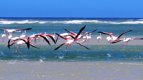 Flamingai,  Jūra,  Papludimys,  Pietų Afrika,  Pakrantės,  Vanduo