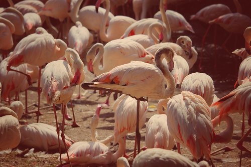 Flamingai,  Rožinis,  Paukščiai,  Vandens Paukščiai,  Stilt Kojos