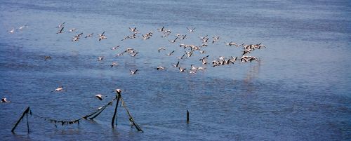 Flamingos, Flock, Flocking, Skraidantis, Paukščiai