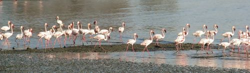 Flamingos, Vaikščioti, Papludimys, Flock, Daug, Gamta, Paukščiai