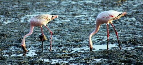 Flamingos, Paukščiai, Valgymas, Žemė, Sewri, Indija