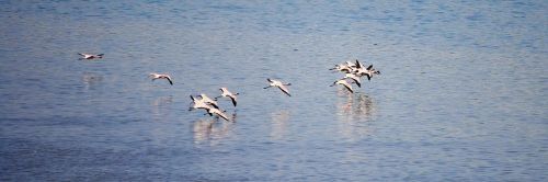 Flamingos, Paukščiai, Indija, Skraidantis, Flock, Flocking