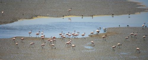 Flamingos, Paukščiai, Indija, Flock, Vanduo