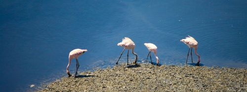 Flamingos, Paukščiai, Indija, Flock, Vanduo