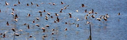 Flamingos, Paukščiai, Indija, Flock, Skraidantis, Flocking, Vanduo