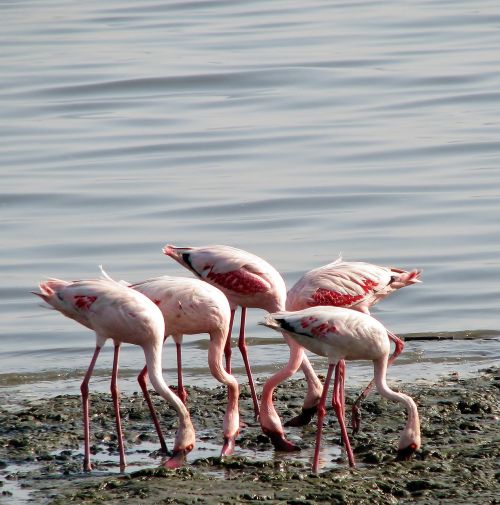 Flamingos, Grupė, Paukščiai, Rožinis, Valgymas, Indija, Gyvūnai