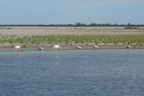 Flamingos, Vanduo, Camarque, France, Laukinė Gamta, Paukštis, Laukiniai, Natūralus, Fauna, Plunksna, Paukštis, Gyvūnas