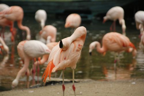 Flamingos, Zoologijos Sodas, Laukinė Gamta, Gyvūnas, Gamta, Rožinis