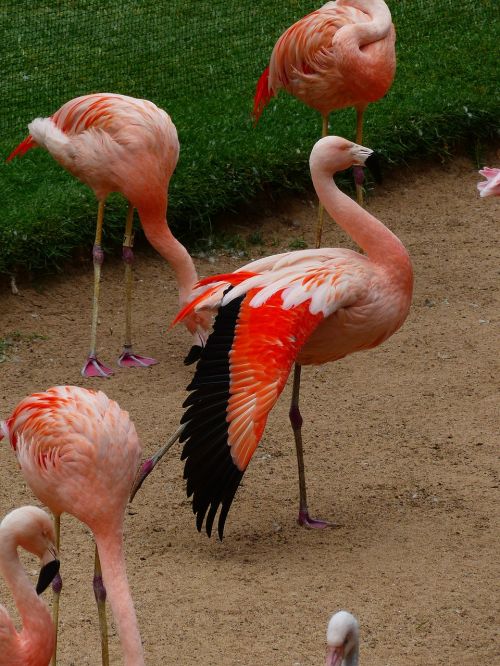 Flamingos, Sparnas, Spalvinga, Rožinis, Raudona, Paukščiai, Gyvūnai, Phoenicopteridae, Fenikopteriformas