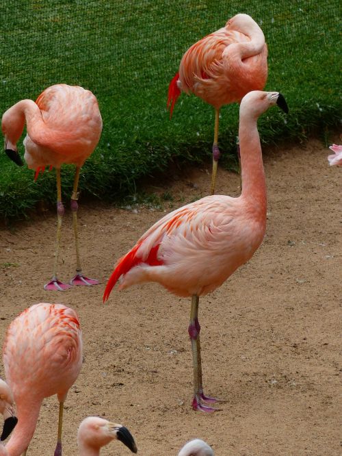 Flamingos, Rožinis, Paukščiai, Gyvūnai, Phoenicopteridae, Fenikopteriformas