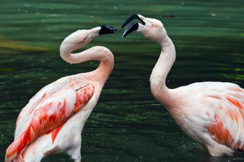 Flamingos, Tvenkinys, Pora, Paukščiai