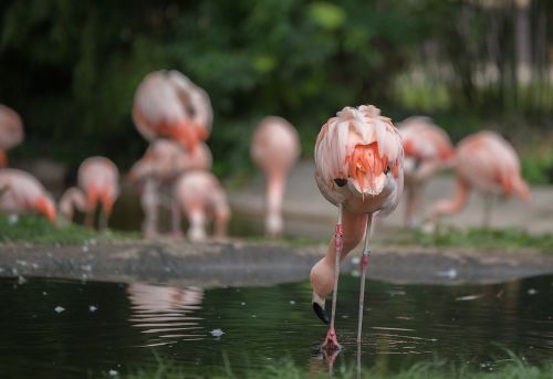 Flamingos, Vanduo, Vandens Paukštis, Rožinis, Paukštis, Gyvūnas, Zoologijos Sodas, Gamta, Egzotiškas, Rožinis Flamingas, Laukinės Gamtos Fotografija, Gyvūnų Pasaulis, Pinnate