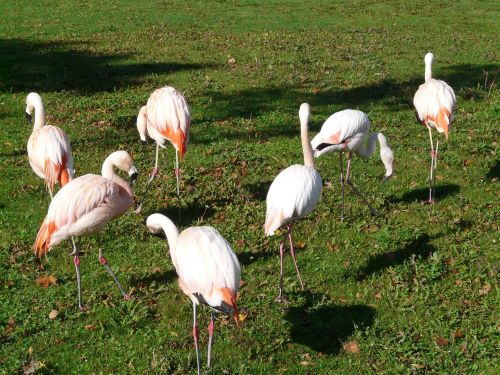 Flamingos, Balta, Rožinis, Fenikopteriformas, Phoenicopteridae, Paukščiai, Grupė, Gyvūnų Grupė, Stovėti