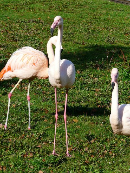 Flamingos, Balta, Kelnės Pėdos, Pėdos, Rožinis, Fenikopteriformas, Phoenicopteridae, Paukščiai, Grupė, Gyvūnų Grupė, Stovėti