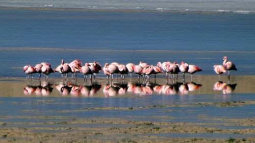 Flamingos, Andes, Paukščiai