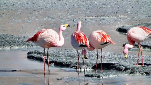 Flamingos, Andes, Paukščiai
