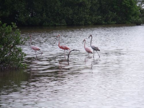 Flamingos, Mangrovinis Pelkė, Kuba, Cayo Coco