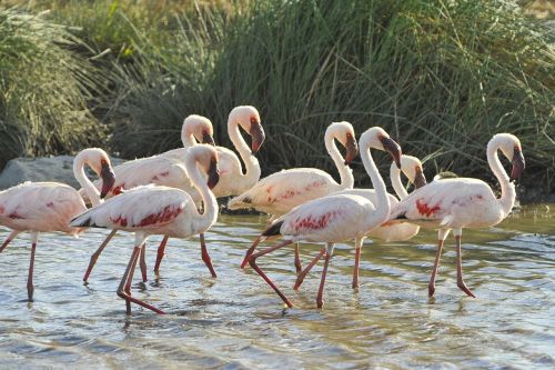 Flamingos,  Paukščiai,  Laukiniai,  Laukinė Gamta,  Egzotiškas,  Vanduo,  Dykuma,  Afrika,  Serengeti,  Tanzanija,  Plunksna,  Gamta,  Natūralus