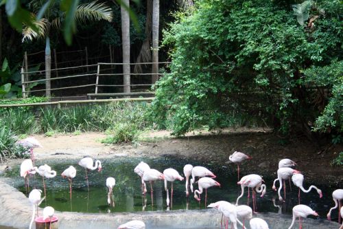 Paukščiai,  Flamingos,  Rožinis,  Aukštas,  Baseinai,  Augmenija,  Flamingas Ir Baseinas