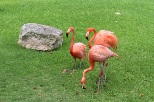 Flamingo,  Flamingos,  Flamingos Meksikoje