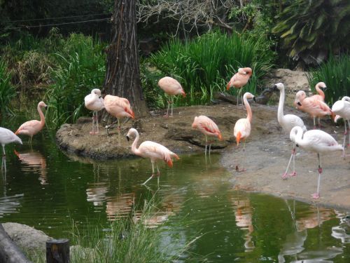 Rožinis,  Flamingos,  Paukščiai,  Purvinas,  Retro,  Dekoracijos,  Flamingas