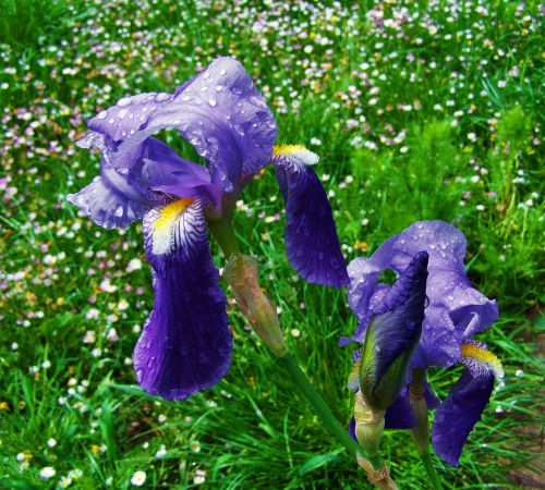 Fleur-De-Lis, Mėlyna Violetinė Gėlė, Pavasario Gėlė