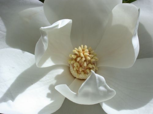 Gėlė,  Magnolija,  Balta,  Gėlių Magnolija