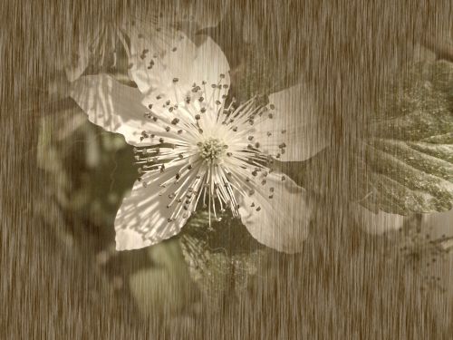 Gėlė,  Šilkmedžio & Nbsp,  Mediena,  Minkšta Stilizuota Gėlė # 1