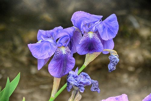 Gėlės,  Iris,  Flora,  Botanika,  Žydėjimas,  Mėlynas,  Orijų Gėlė